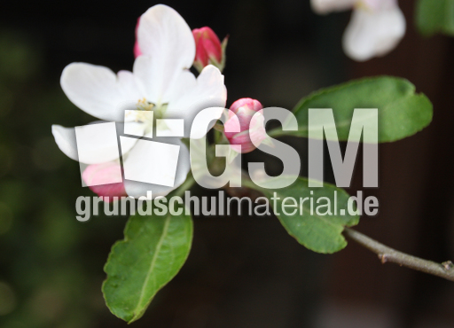 Apfelbaumblüte-3738.JPG